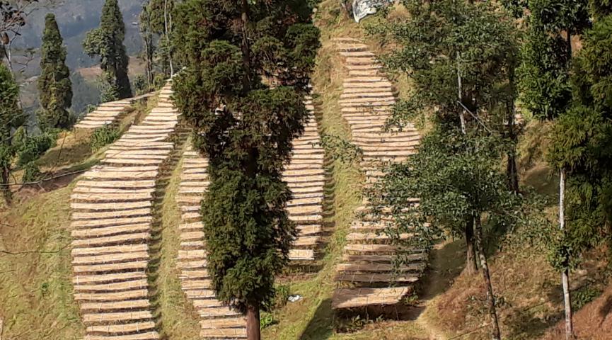 केन्द्रमा अलैंचीकाे विरूवाकाे नर्सरीमा लगाइएकाे छाप्राे